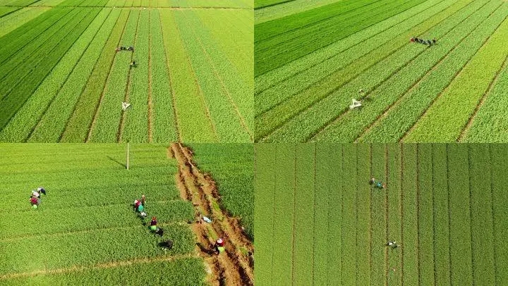 農(nóng)業(yè)產(chǎn)品宣傳片的重要性!